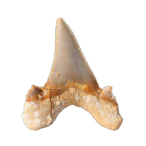Fossil Shark Tooth Otodus auriculatus Morocco 6cm edge length