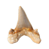 Fossil Shark Tooth Otodus auriculatus Morocco 6cm edge length