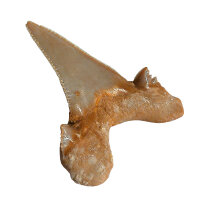 Fossil Shark Tooth Otodus auriculatus Morocco 6cm edge length