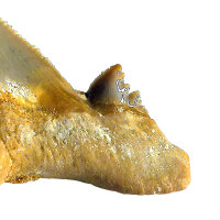 Fossil Shark Tooth Otodus auriculatus Morocco 6cm edge length