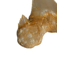 Fossil Shark Tooth Otodus auriculatus Morocco 6cm edge length