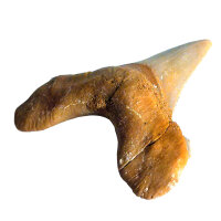 Fossil Shark Tooth Otodus auriculatus Morocco 6cm edge length