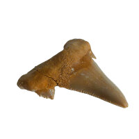 Fossil Shark Tooth Otodus auriculatus Morocco 6cm edge length