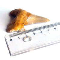 Fossil Shark Tooth Otodus auriculatus Morocco 6cm edge length