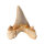 Fossil Shark Tooth Otodus auriculatus Morocco 6cm edge length