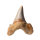 Fossil Shark Tooth Otodus auriculatus Morocco 6cm edge length