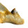 Fossil Shark Tooth Otodus auriculatus Morocco 6cm edge length