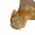 Fossil Shark Tooth Otodus auriculatus Morocco 6cm edge length