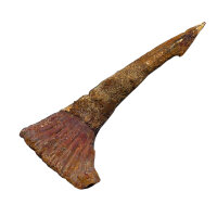 Fossiler Rostral-Zahn Onchopristis numidus...