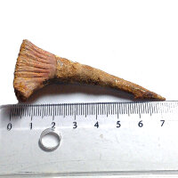 Fossil Rostral Tooth Onchopristis numidus Pseudosawfish Marokko 7.3cm
