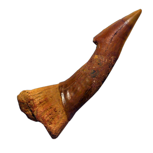 Fossil Rostral Tooth Onchopristis numidus Pseudosawfish Marokko 7.0cm