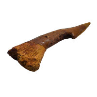 Fossiler Rostral-Zahn Onchopristis numidus...