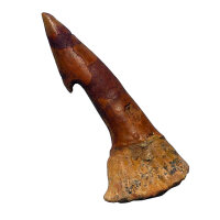 Fossiler Rostral-Zahn Onchopristis numidus...