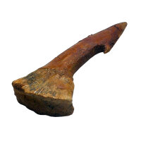 Fossiler Rostral-Zahn Onchopristis numidus...