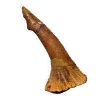 Fossiler Rostral-Zahn Onchopristis numidus...