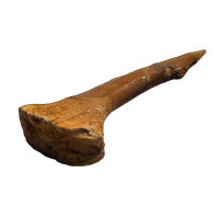 Fossiler Rostral-Zahn Onchopristis numidus...