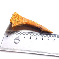 Fossil Rostral Tooth Onchopristis numidus Pseudosawfish Marokko 7.7cm