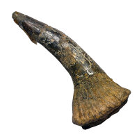 Fossiler Rostral-Zahn Onchopristis numidus...