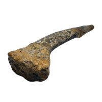 Fossiler Rostral-Zahn Onchopristis numidus...