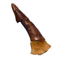 Fossiler Rostral-Zahn Onchopristis numidus...