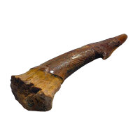 Fossiler Rostral-Zahn Onchopristis numidus...