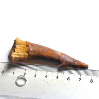 Fossil Rostral Tooth Onchopristis numidus Pseudosawfish Marokko 7.5cm