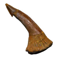 Fossiler Rostral-Zahn Onchopristis numidus...