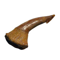 Fossiler Rostral-Zahn Onchopristis numidus...