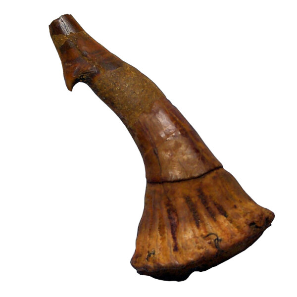 Fossiler Rostral-Zahn Onchopristis numidus Pseudosägerochen Marokko 8,4cm