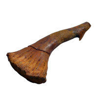 Fossiler Rostral-Zahn Onchopristis numidus...