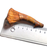 Fossiler Rostral-Zahn Onchopristis numidus Pseudosägerochen Marokko 8,4cm