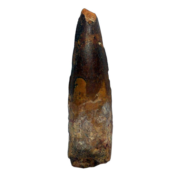 Spinosaurus aegyptiacus fossil Dinosaur Tooth Morocco 5.9cm