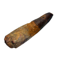 Spinosaurus aegyptiacus fossil Dinosaur Tooth Morocco 5.9cm