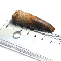 Spinosaurus aegyptiacus fossil Dinosaur Tooth Morocco 5.9cm