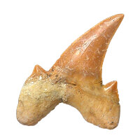 Fossiler Hai-Zahn Otodus obliquus Marokko 3,9x3,4cm