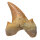 Fossil Shark Tooth Otodus obliquus Morocco 3.9x3.4cm