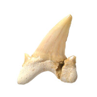 Fossiler Hai-Zahn Otodus obliquus Marokko 3,8x3,3cm