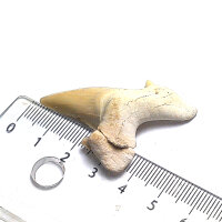 Fossil Shark Tooth Otodus obliquus Morocco 3.8x3.3cm