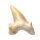 Fossil Shark Tooth Otodus obliquus Morocco 3.8x3.3cm