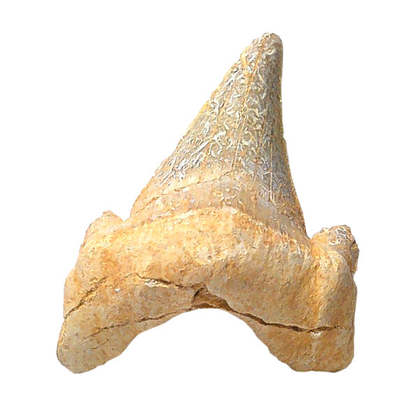 Fossil Shark Tooth Otodus obliquus Morocco 3.6x3.1cm