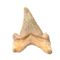 Fossiler Hai-Zahn Otodus obliquus Marokko 3,6x3,1cm