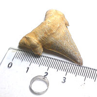 Fossil Shark Tooth Otodus obliquus Morocco 3.6x3.1cm