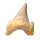 Fossil Shark Tooth Otodus obliquus Morocco 3.6x3.1cm