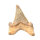 Fossil Shark Tooth Otodus obliquus Morocco 3.6x3.1cm