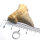 Fossil Shark Tooth Otodus obliquus Morocco 3.6x3.1cm
