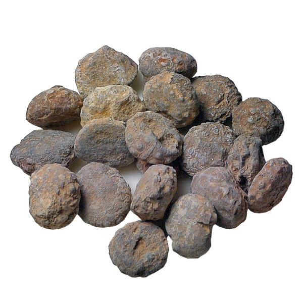 20 fossil Sea Urchins strongly eroded from Morocco approx. 1.7 - 2.5 cm