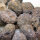 20 fossil Sea Urchins strongly eroded from Morocco approx. 1.7 - 2.5 cm