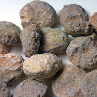 20 Fossile Seeigel stark erodiert aus Marokko ca. 1,7 -...
