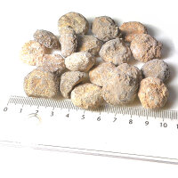 20 fossil Sea Urchins strongly eroded from Morocco approx. 1.7 - 2.5 cm