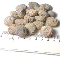 20 Fossile Seeigel stark erodiert aus Marokko ca. 1,7 - 2,5 cm